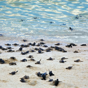 Turtle Hatchlings Fighting Global Warming