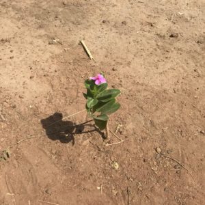 Beautiful things come from nothing…